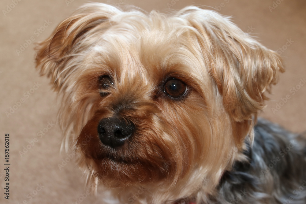 Yorkie headshot 3/4