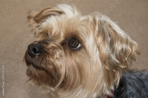 Yorkshire Terrier headshot side view