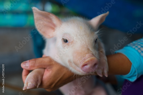 Cute piglet portrait on hands farm owner, Close up eyes of swine in the farm. Holding a pig. © krumanop