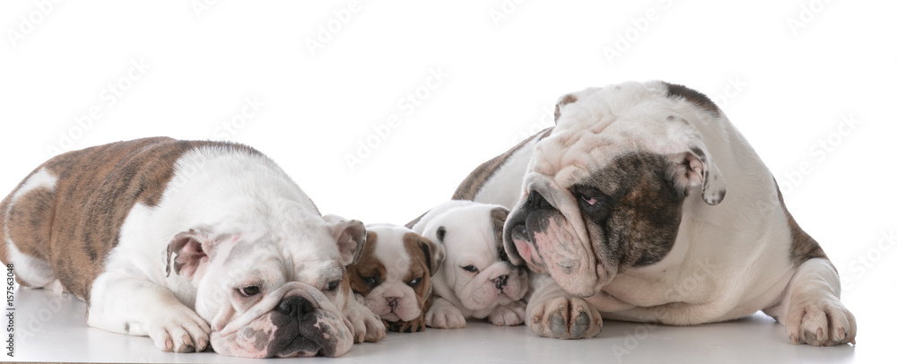 dog family with puppies