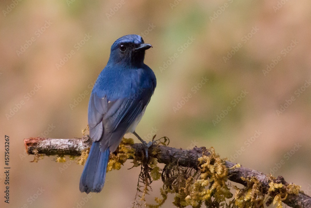 Bird Bird