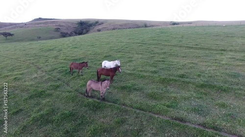 Cavalos na paisagem