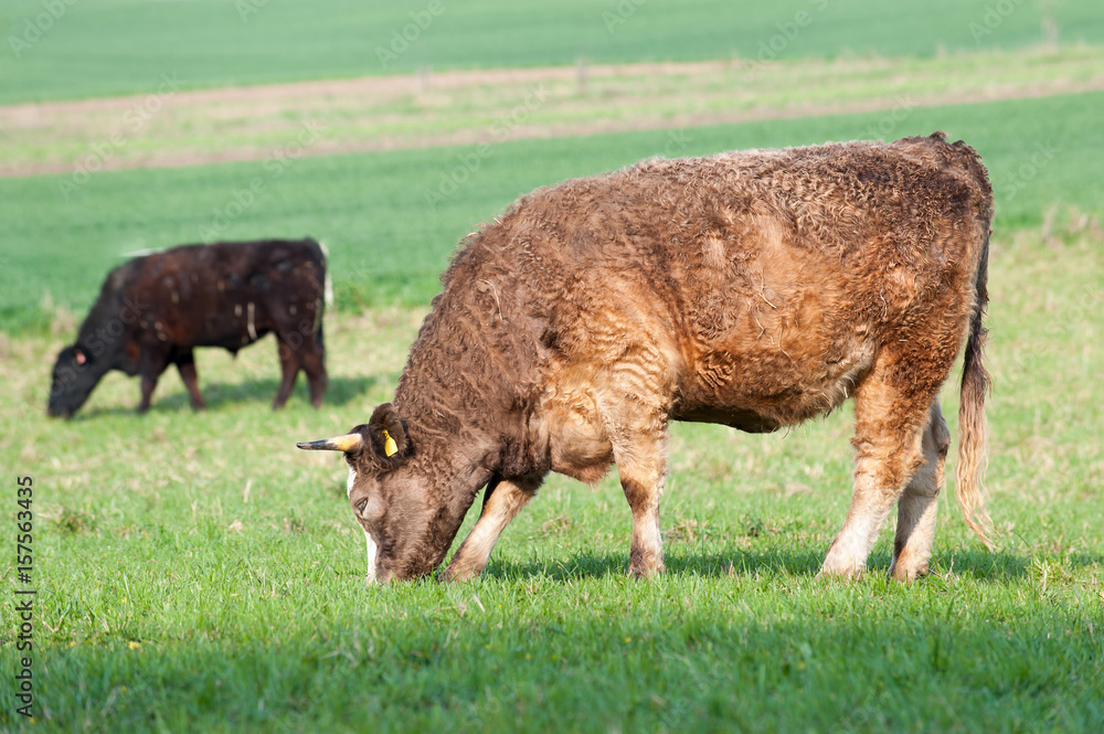 Red curly cow grazing in green springtime field. Moravia. Czech Red curly cow grazing in green springtime field. Moravia. Czech