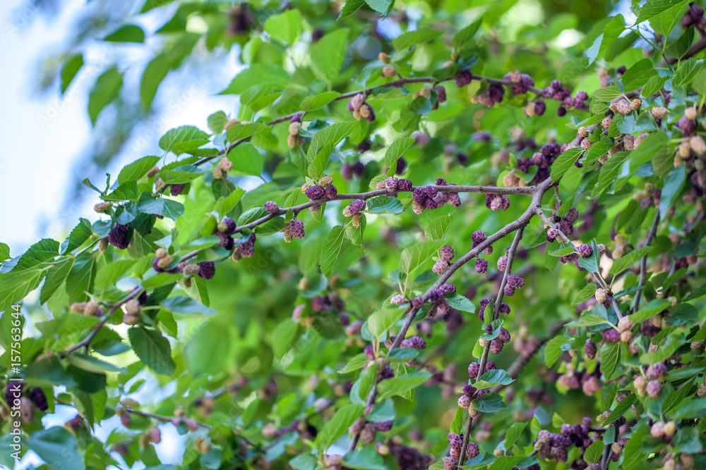 Fresh mulberry berries on tree, mulberry tree Fresh mulberry berries on tree, mulberry tree