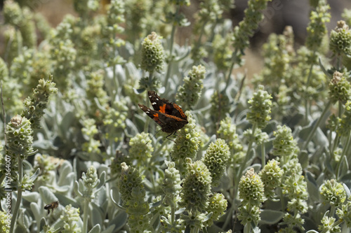 flora of Gran Canaria - Sideritis dasygnaphala photo