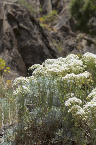 flora of Gran Canaria -  Tanacetum ptarmiciflorum photo