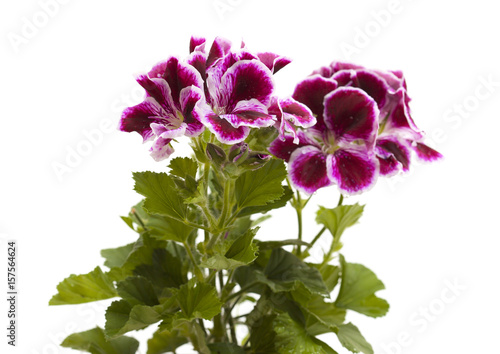 Fototapeta Naklejka Na Ścianę i Meble -  striking dark magenta and white Pelargonium