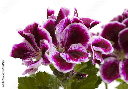 Fototapeta Naklejka Na Ścianę i Meble -  striking dark magenta and white Pelargonium