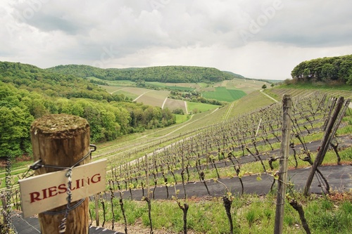 Принти на полотні Weinstock bei Castell in Franken, Deutschland
