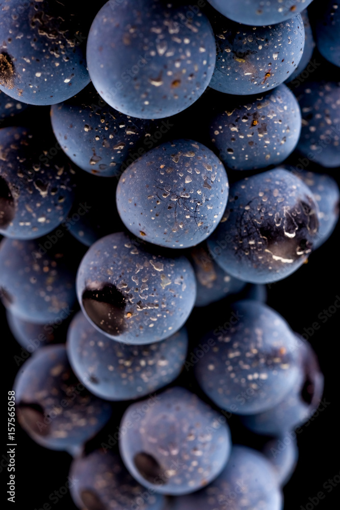 grape vines isolated , water drops ,macro shot , black background , ideal grapes bunch , closeup grape vines isolated , water drops ,macro shot , black background , ideal grapes bunch , closeup