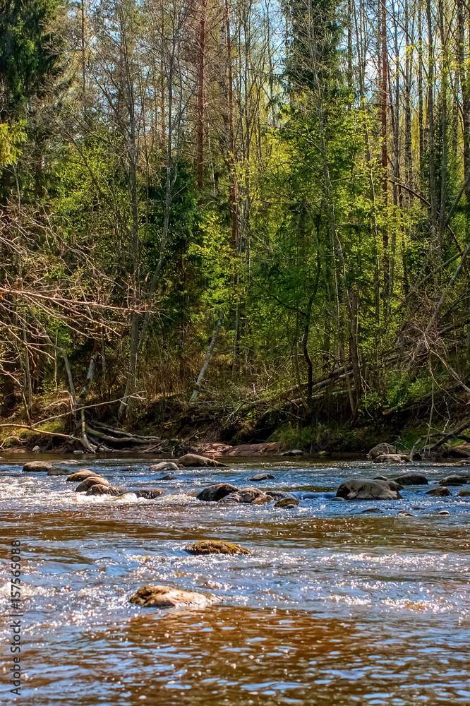 Forest river. Amata Forest river. Amata