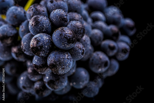 Wallpaper Mural grape vines isolated , water drops ,macro shot , black background , ideal grapes