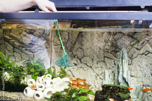 Young woman cleaning aquarium with scoop-net at home. photo