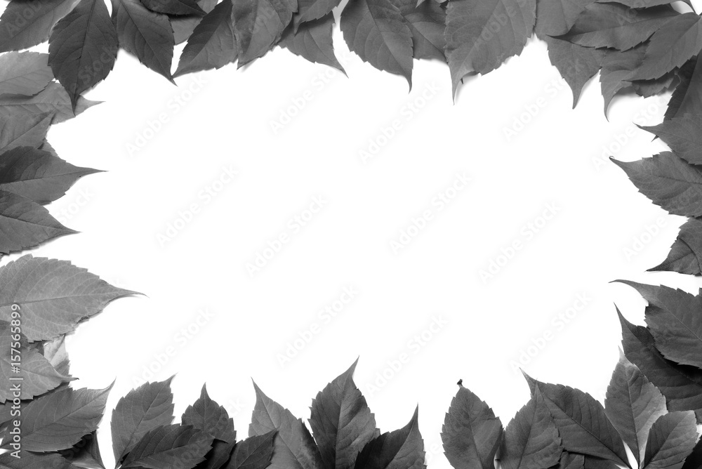 Fototapeta premium Black and white leaves frame isolated on white background