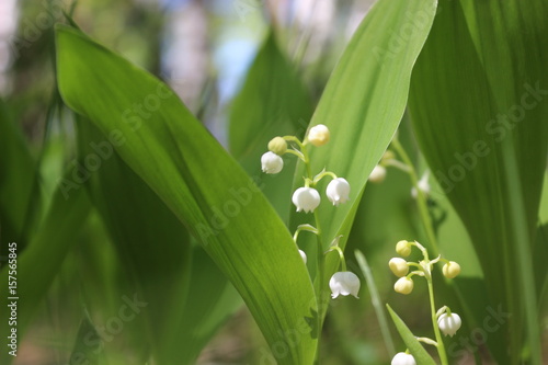 Lily of the valley