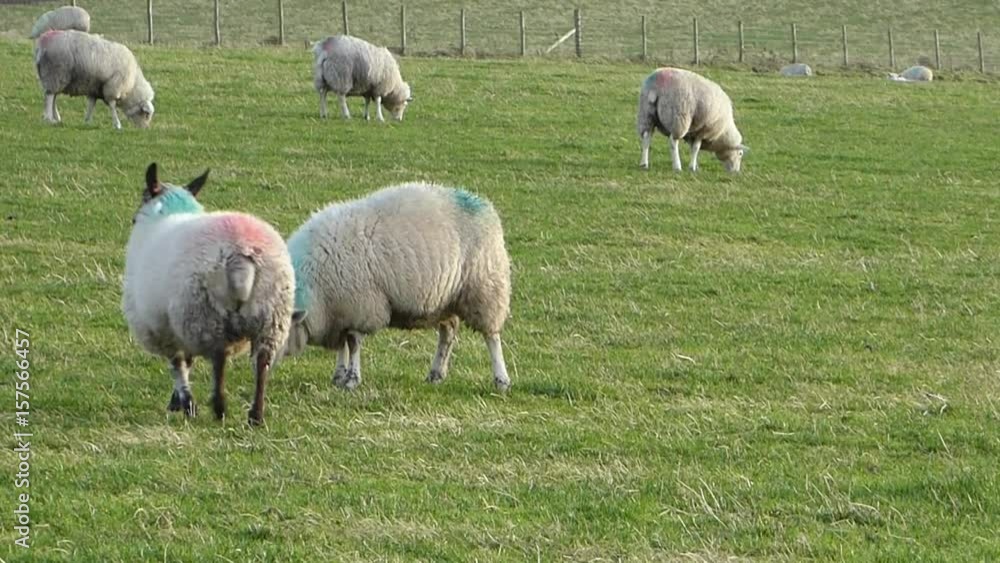 Sheep herd fleeing from camera on green grass in Northern Ireland Sheep herd fleeing from camera on green grass in Northern Ireland
