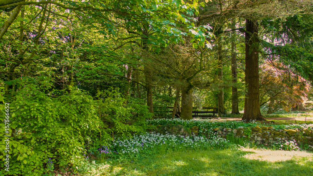 Fototapeta premium Wooded area within a country park with flowers in the shade of large trees.