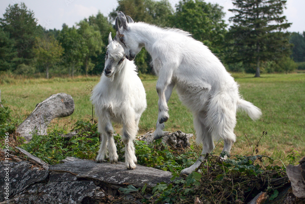 Two Young Goats Two Young Goats