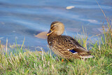 Duck mallard on shore in grass on blue water background. Selective focus.