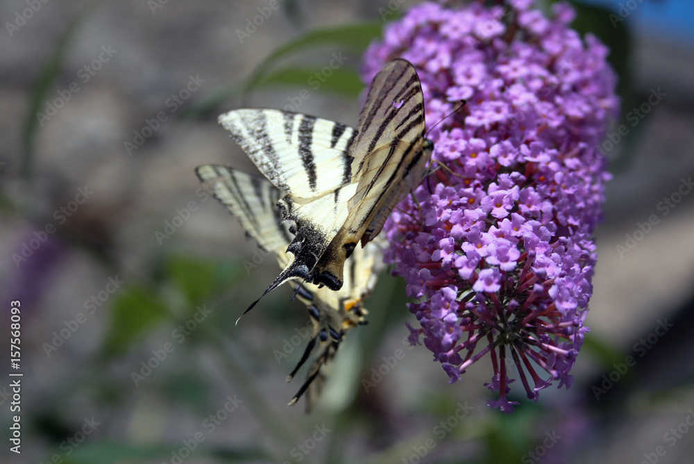 Fototapeta premium butterfly on lilac