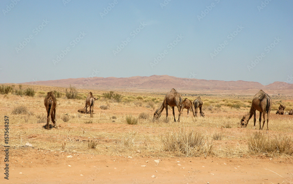 Travel with camel tunisia