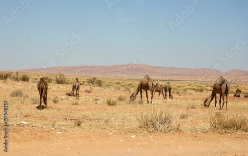 Travel with camel tunisia