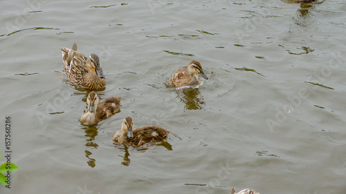 Mallard ducks and ducklings on a village pond. © TreasureGalore