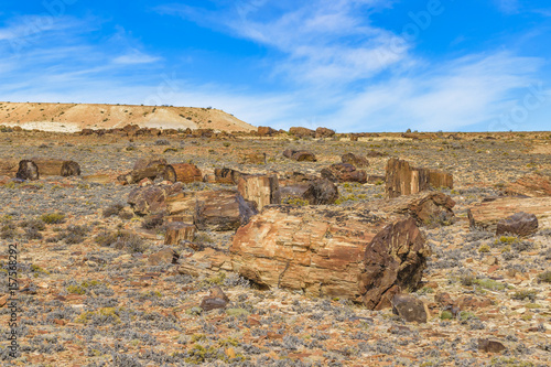 Petrified Forest National Park, Santa Cruz, Argentina photo