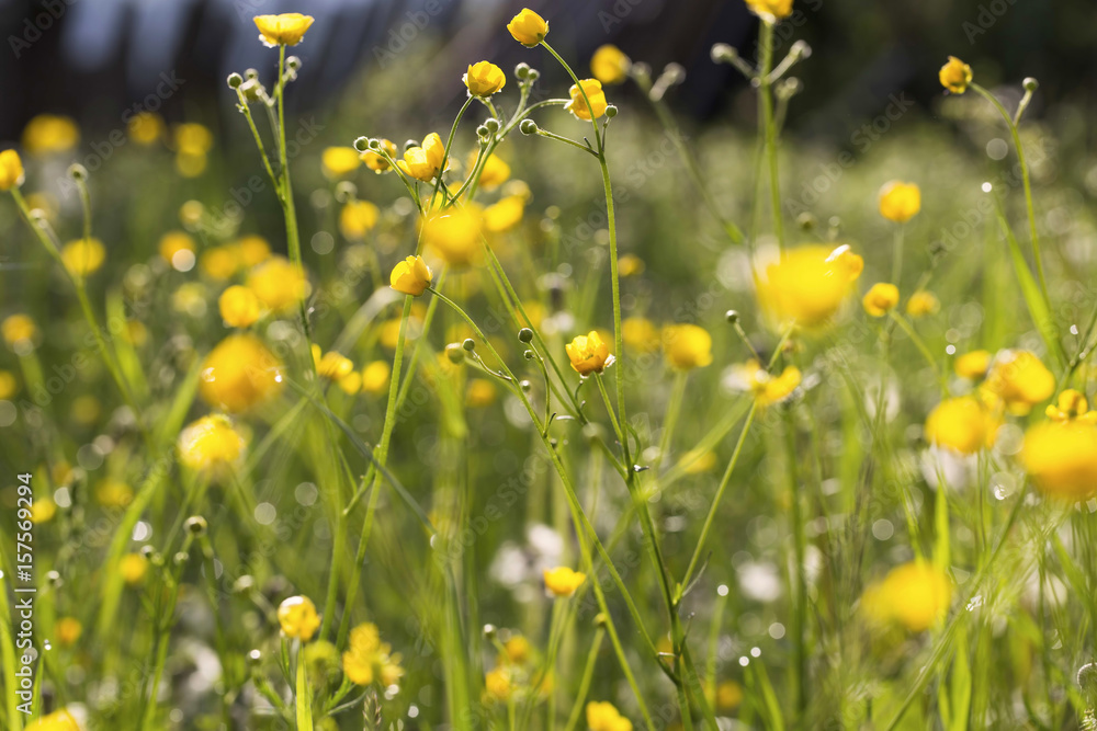 Obraz premium Yellow meadow flowers