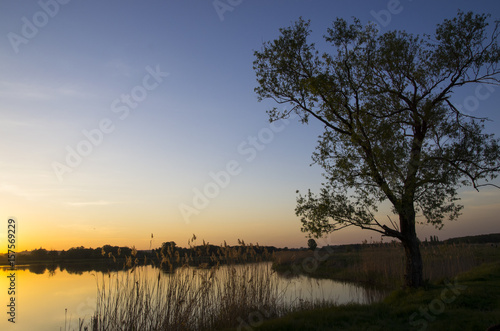 Tree on the shore of the pond at sunset