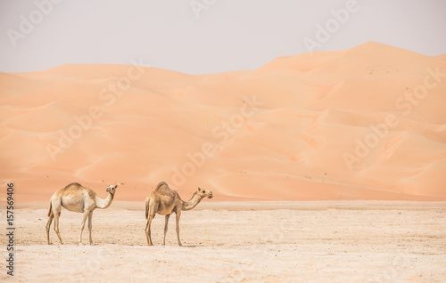 Portrait of camels in the desert.