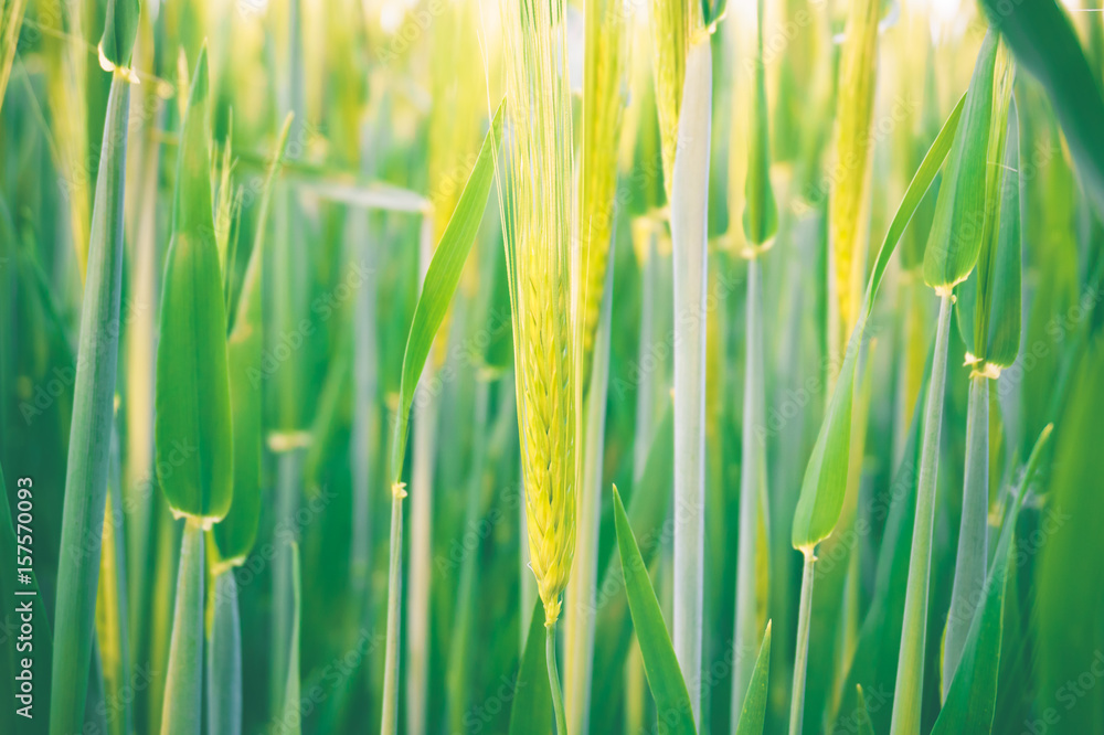 Wheat ear on the background of a green field