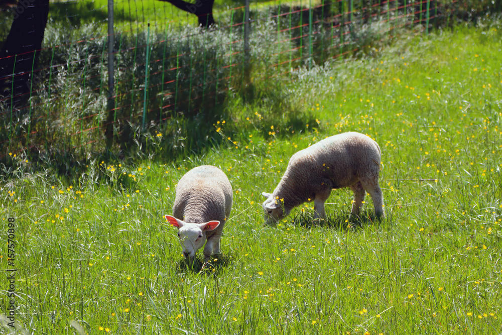 Φωτογραφία Two sheep on green lawn. Vernayaz, Martigny, Switzerland