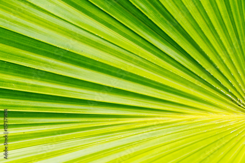 textures of bright palm tree leaf.