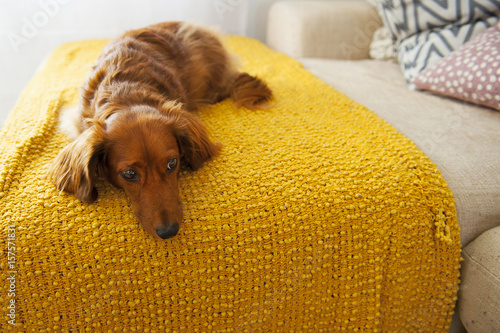 Sleepy dog resting on sofa. 