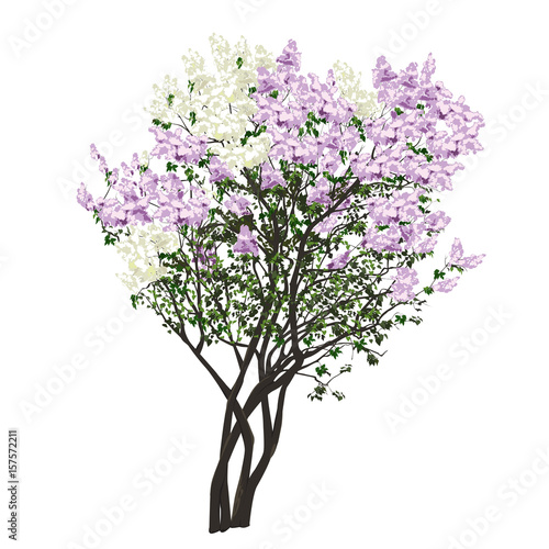 Bushes of the blossoming white and violet lilac