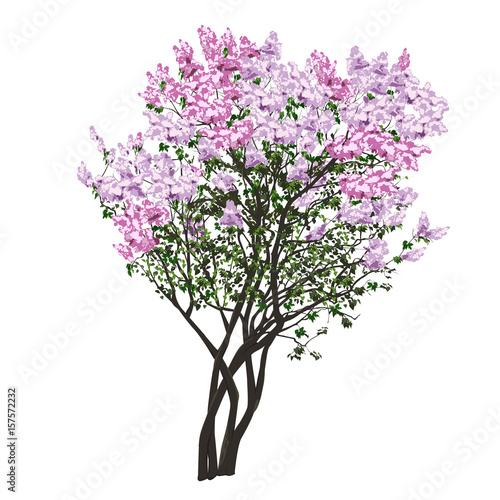 Bush of the blossoming filetovy lilac