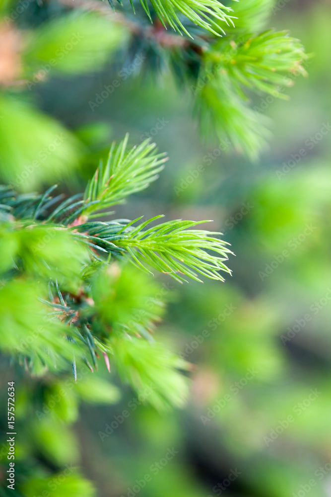 Spruce buds Spruce buds