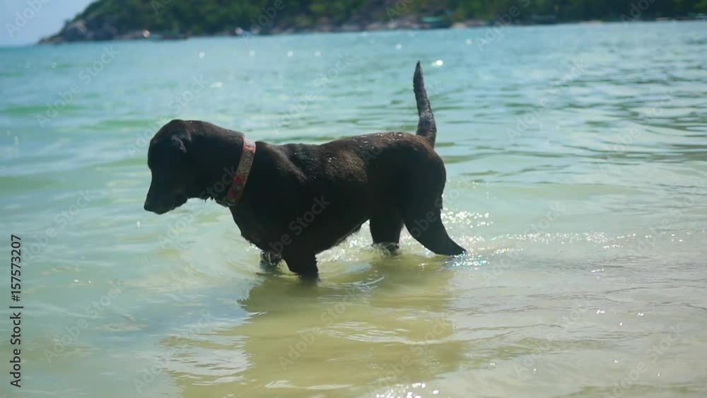 funny dog plays in the water with sea waves funny dog plays in the water with sea waves