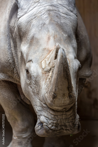 Close up portrait of white rhinoceros square-lipped rhinoceros