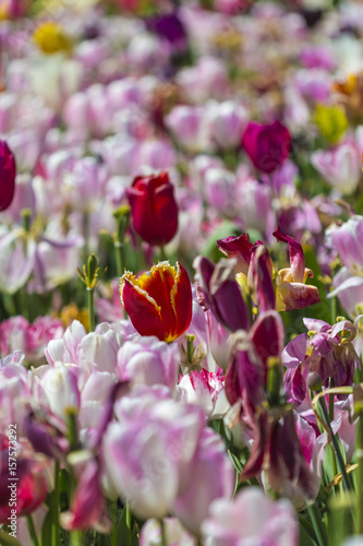 Plenty of National Dutch Tilips Placed in Lines. Keukenhof National Park.