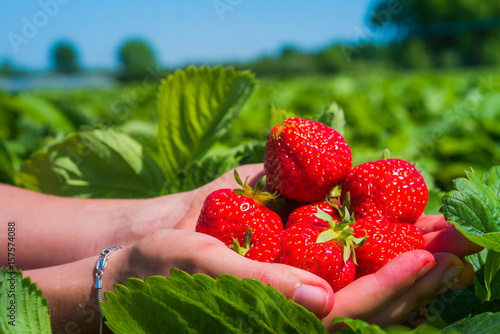 Hands holding fresh collected strawberries on the field. Side shot with sky and trees on background