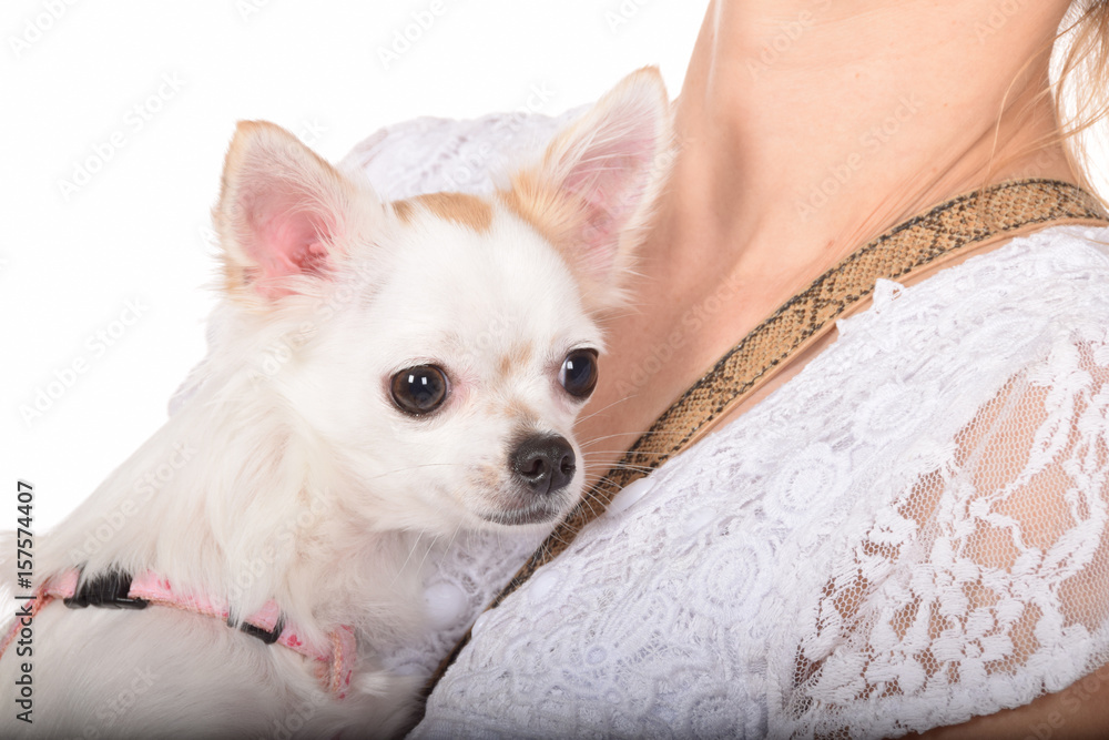 Small white dog Small white dog