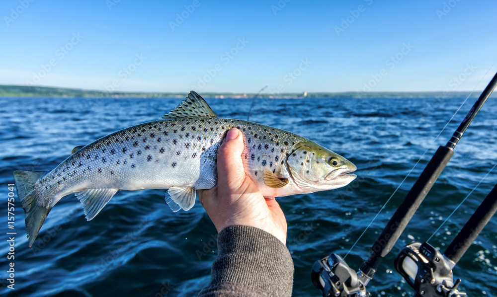 Obraz premium Angler holding small lake trout