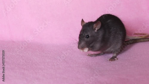 Beautiful lovely girl holds a hand a small home little pet brown mouse close up. She pats her kisses and smiles. Young woman with a pet rat. asleep in her arms onback, staring. dyed hair blue. HD photo