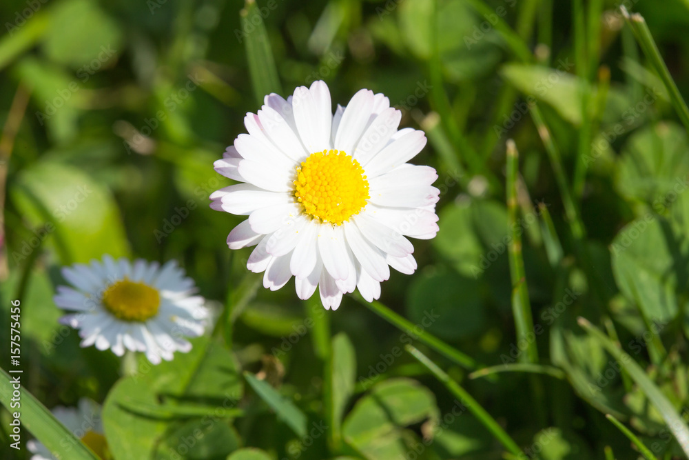 Fototapeta premium Marguerites