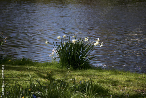 Flawors near canal photo