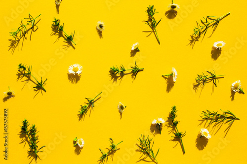 A floral pattern of white wildflowers, green leaves, branches on a yellow background, dense shadows. Apartment, top view. Flower pattern. A flower pattern. Flower texture © Andrii Zastrozhnov