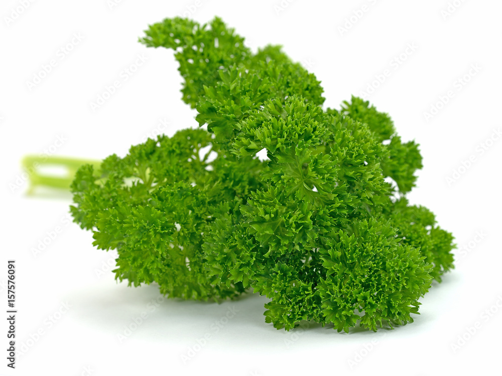 Petersilie, Mooskrause, Petroselinum crispum Petersilie, Mooskrause, Petroselinum crispum