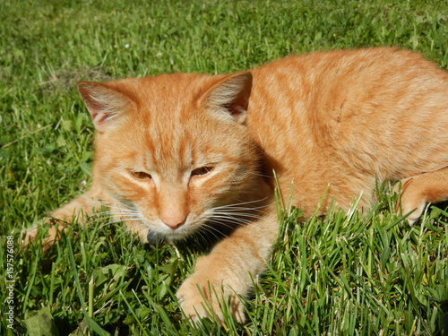 detail of a yellow caat in grass photo